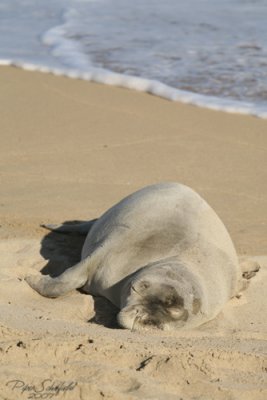 Baby Monk Seal