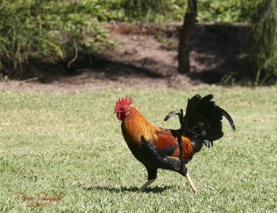 Kauai's Alarm Cock