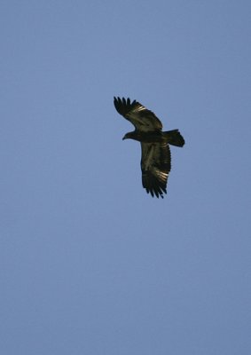  juvenile bald eagle