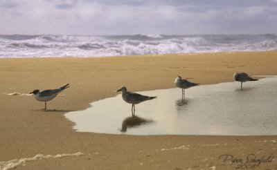 birds.jpg