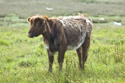 Isle of Mull-highland calf