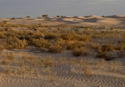 sahara  evening.