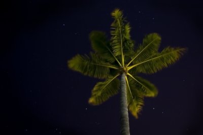 Night Palm