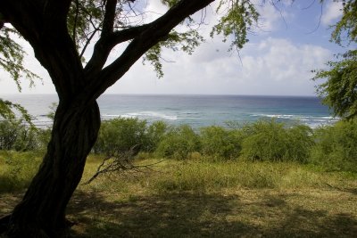 Shady Beach View