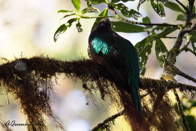Quetzal resplendissant (femelle)