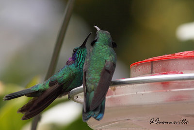 Colibris thalassins