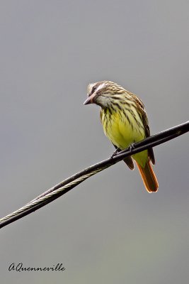 g3/75/915875/3/123925222.7Si8ZM77.jpg