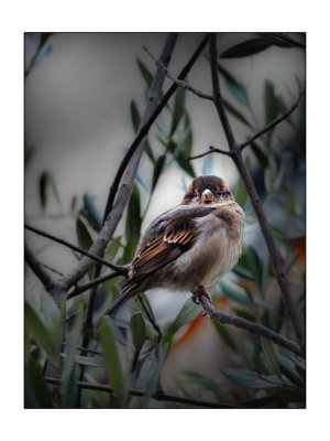 moineau dans le froid