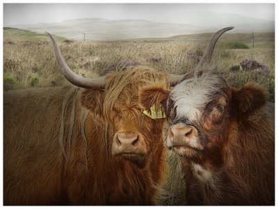 highland_cattle__kyloe