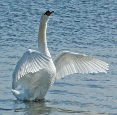 Mute Swan