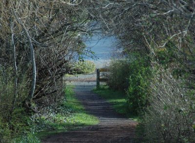 Path to the Lake 