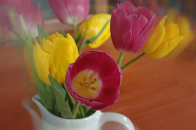 Tulips
