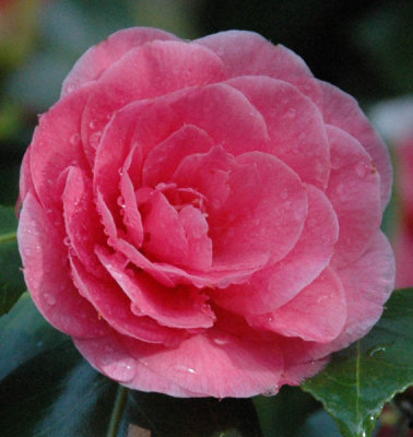 Camelia