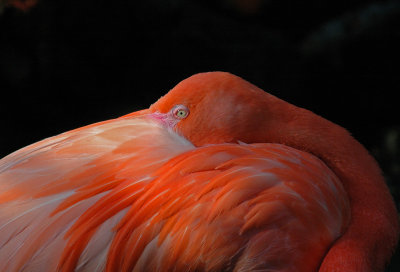 Flamingo
