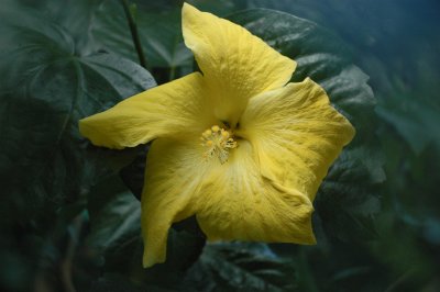 Yellow Hibiscus 