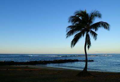 g3/76/125876/3/53329042.PICT3280PalmTreeSunrise.jpg