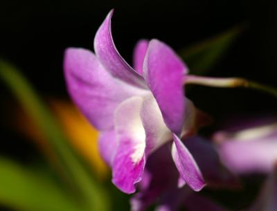 Orchid