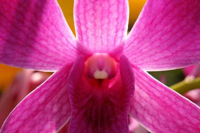 Orchid