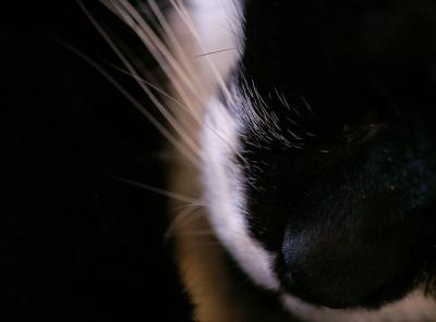Pepper