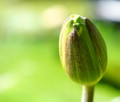 Water Lily Bud