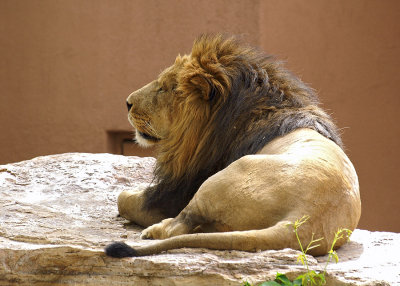 Lion