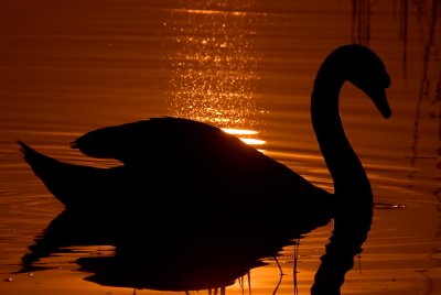 Img_9523pb.jpg