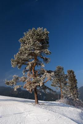 IMG_0291pf.jpg