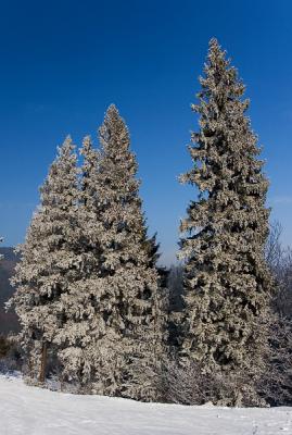 IMG_0292pf.jpg