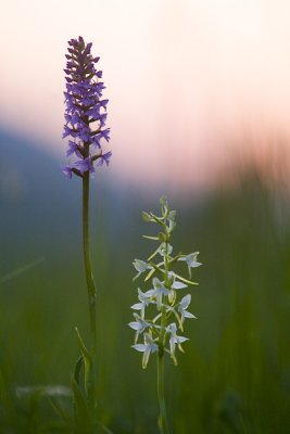 IMG_8653pf.jpg
