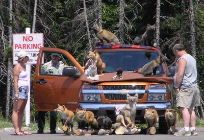 Parking Lot Taxidermist -- Newfoundland