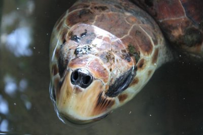 Sea Turtle - Unawatuna