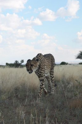 Feeding the Cheeta's - Keetmanshoop