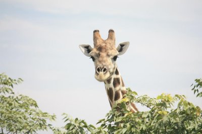 Giraffe - Etosha N.P