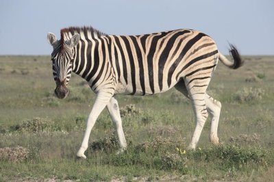 Zebra - Etosha N.P.