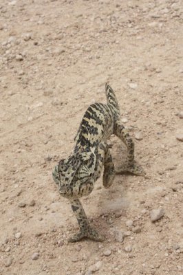 Kameleon - Etosha N.P.