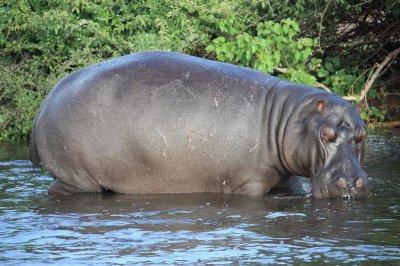 Hippo - Chobe N.P.