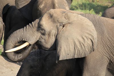 Thirsty Elephant - Chobe N.P.