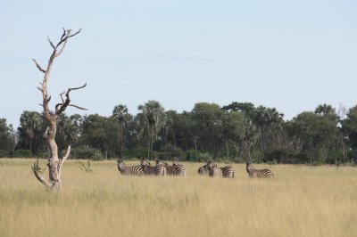 Zebra's - Okavango Delta