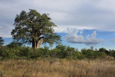 Baobab Tree - Gweta