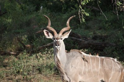 Kudu - Chobe N.P.