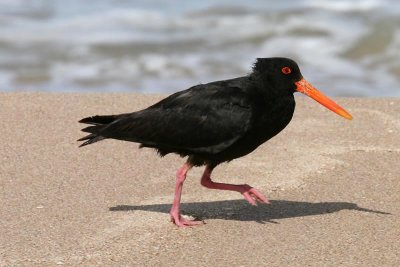 Mature variegated oyster catcher