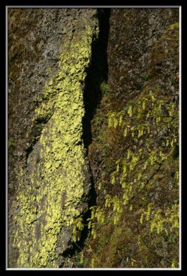 yellow lichen artwork