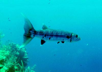 g3/76/348376/3/54677740.Belize2ndbatchbarracuda.jpg