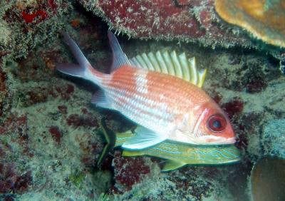 g3/76/348376/3/54677828.Belize2ndbatchfishes.jpg