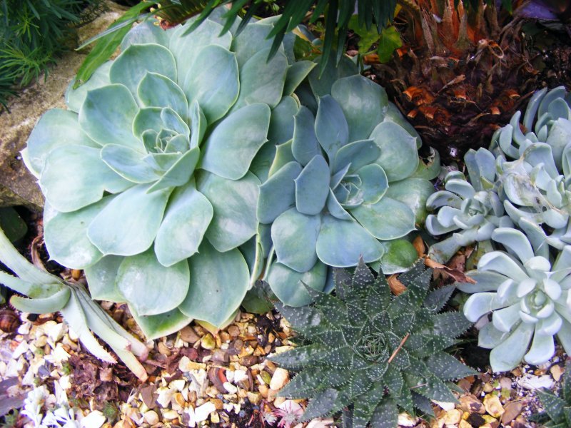 Echeveria glauca, Aloe aristata & unknown (Echeveria?)