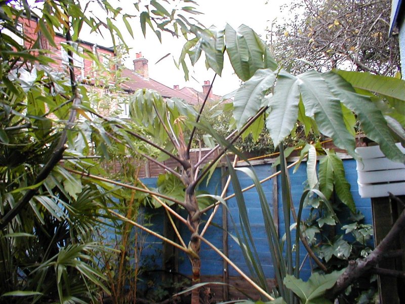 T Rex 25 Nov 2007