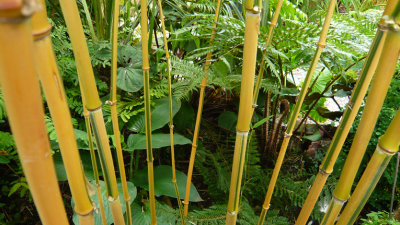 Phyllostachys aureosulcata Spectabilis