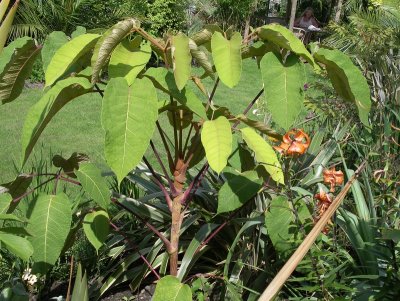 Schefflera macrophylla (Aug 08)