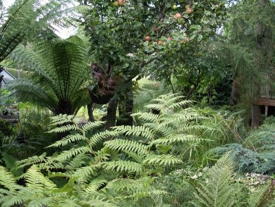 Cyathea cooperii, Dicksonia antartica (Aug 08)