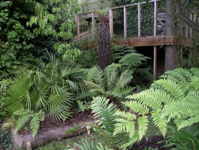 Blechnum magellanicum , Cyathea australis (Aug 08)